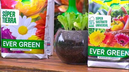 bd-sustratos-caracteristas-y-beneficios-para-las-plantas-100521