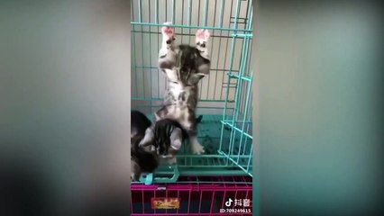 Tiktok cute CATS funny video compilation 2019