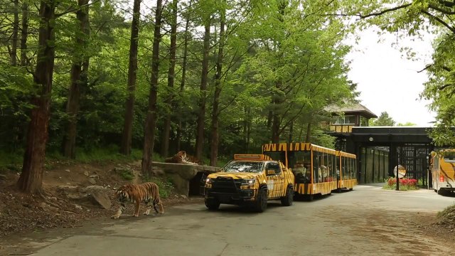 [기업] 에버랜드, 개장 45주년 맞아 새 '사파리 트램' 운영 / YTN