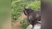 French Bulldog'S Lovely Moment! Cute And Funny French Bulldogs Doing Funny Things # 10 |2021|