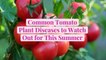 10 Common Tomato Plant Diseases to Watch Out for This Summer