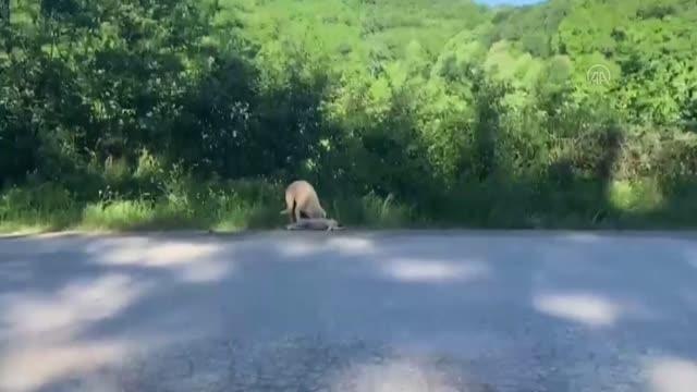 Anne köpek aracın çarpması sonucu telef olan yavrusunun başından ayrılmadı
