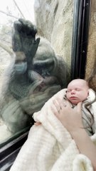 Mother Shares Unique Maternal Bond with Gorilla