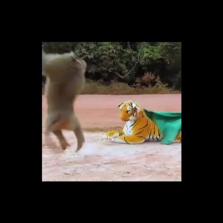 prank !!! a fake tiger in front of a monkey