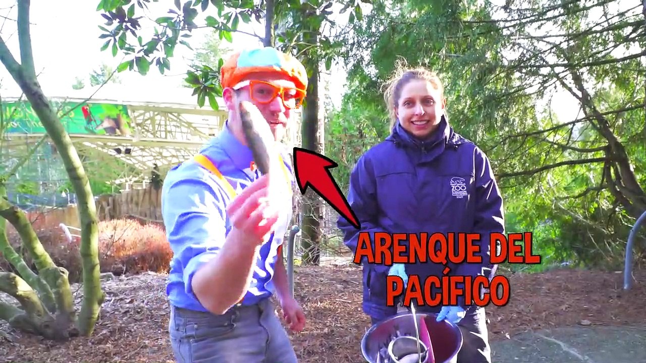 Blippi visita un zoológico (Zoológico y Acuario Point Defiance) | Videos Educativos