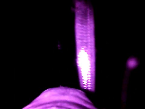 Un elefante marino se captura y se alimenta de pequeños peces en la zona mesopelágica del océano