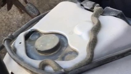 Motosikletten çıkarılan yılan doğaya salındı
