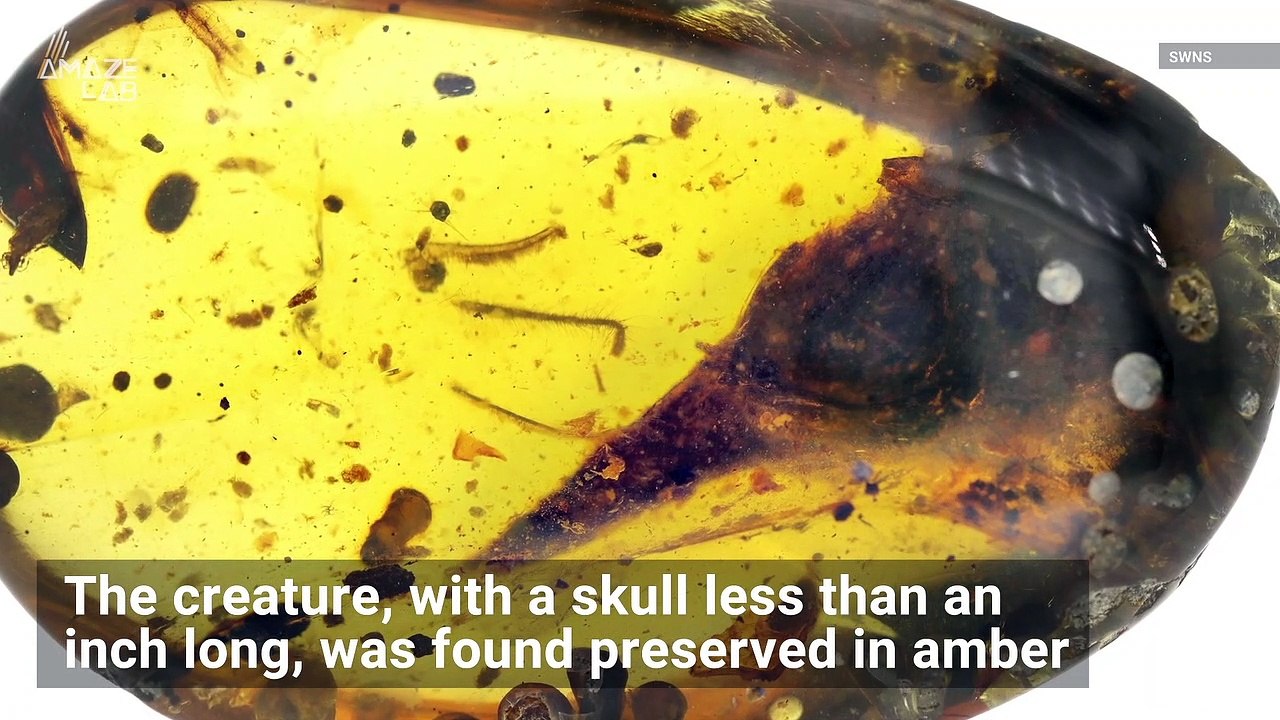 Is This The Smallest Dinosaur Ever Found?