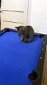 Cute Kitty Shows off Some Billiard Skills