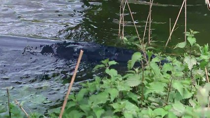 Baby whale spotted near Teddington Lock after being rescued