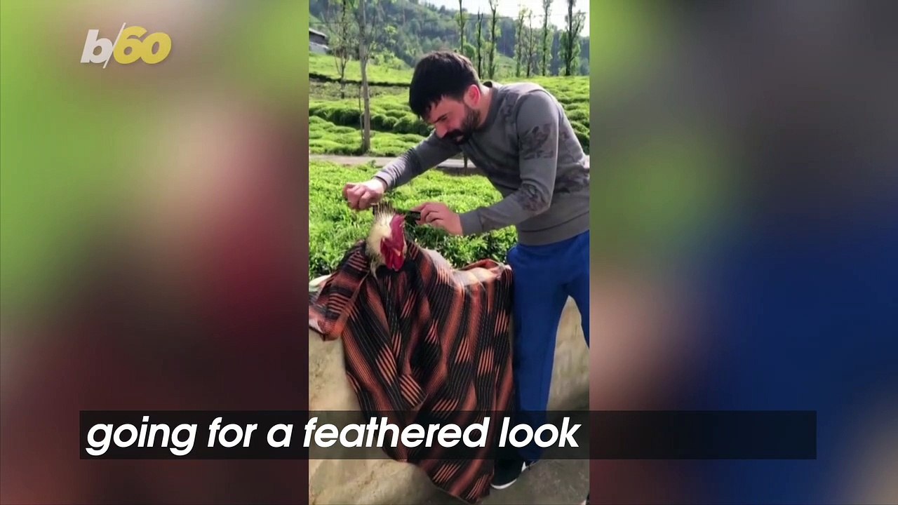 Turkish Delight! This Turkish Barber Is Giving His Rooster a Trim While Under Lockdown!