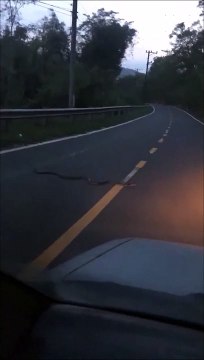 Ce motard n'a pas vu l'énorme serpent au milieu de la route
