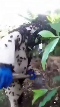 Ils détruisent un énorme nid de frelons asiatiques : impressionnant