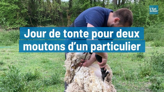 Jour de tonte pour deux moutons d’un particulier à Saint-Just-Sauvage dans la Marne