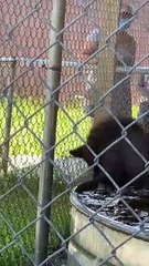 Rescued Baby Bears Play in Water