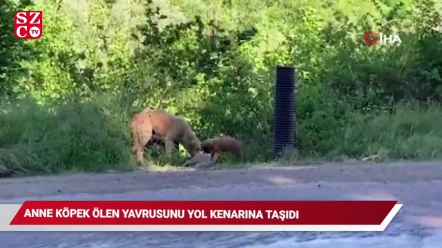 Anne köpek ölen yavrusunu yol kenarına taşıdı