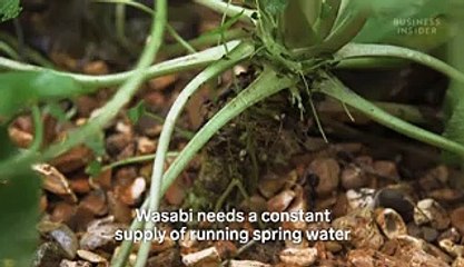 Why wasabi is so expensive