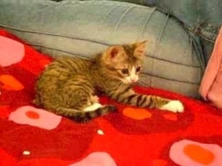 chat Exo - premier moment à la maison