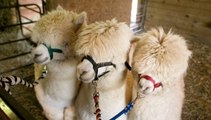 Massachusetts Pizza Shop Owner Uses PPP Loan to Buy Alpaca Farm