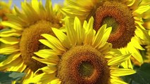 How to Grow Sunflowers