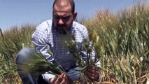 MARDİN - Güneydoğu'daki çiftçiler Cumhurbaşkanı Erdoğan'ın açıkladığı desteklerden memnun
