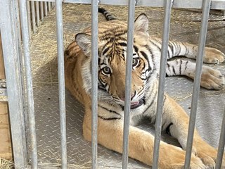 Houston’s Fugitive Tiger Finally Found, Moved to Safe New Home