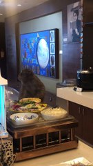 Monkey Enjoys Delicious Samples at Airport Lounge