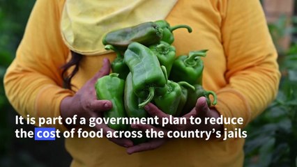 In El Salvador, female inmates cultivate the land - and their freedom