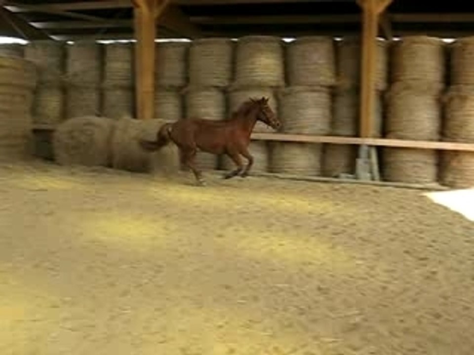 1er oxer main D