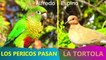 LOS PERICOS PASAN ALFREDO ESPINO️ | La Tortola Alfredo Espino️ | Poemas del Poeta Alfredo Espino