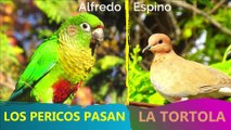 LOS PERICOS PASAN ALFREDO ESPINO️ | La Tortola Alfredo Espino️ | Poemas del Poeta Alfredo Espino
