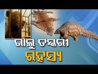 Why Is Illegal Wildlife Trade On The Rise In Odisha