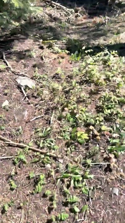 Un randonneur poursuivi par un puma a la peur de sa vie