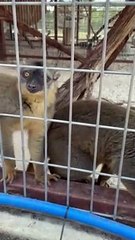 Sleepy Bat Eared Fox Gets Ear Massages from Nosy Lemurs