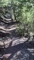 فيديو مرعب يظهر مسافر يحاول الهروب من أسد الجبل