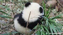 欢迎围观大型“醉奶”现场