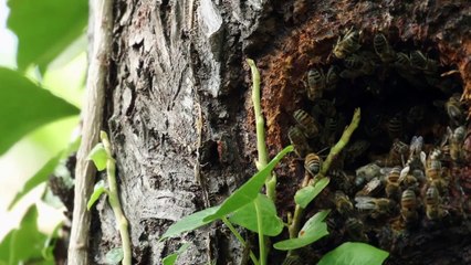 Être avec les Abeilles Bande-annonce VF (2021) Perinne Bertrand, Yan Grill