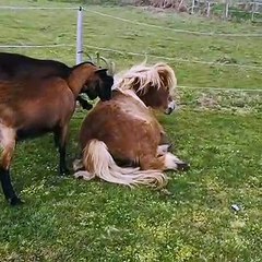 Goats Help Strip Pony's Winter Fur