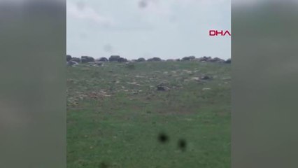 DENETİME ÇIKAN FAHRİ AV MÜFETTİŞİ AYI VE 3 YAVRUSUNU GÖRÜNTÜLEDİ