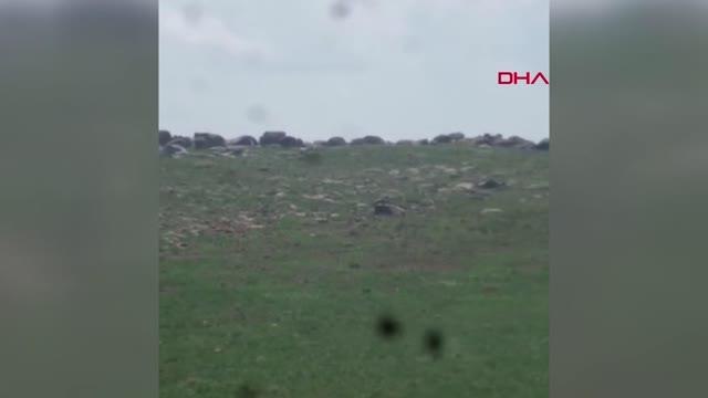 DENETİME ÇIKAN FAHRİ AV MÜFETTİŞİ AYI VE 3 YAVRUSUNU GÖRÜNTÜLEDİ