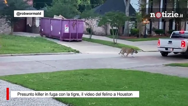 Houston, C'è una tigre nel giardino dei miei genitori : il felino appartiene a un presunto killer