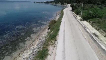 ÇANAKKALE - Deniz salyası "sahte dip yapısı" oluşturarak balıkları olumsuz etkiliyor
