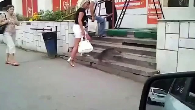 Crazy Cats Attacking Dogs Again #2 / Cats Funniest Attack Compilation 2017