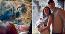 Dans un zoo, une femelle gorille porte son petit pour le montrer à une mère et son bébé de l'autre côté de la vitre