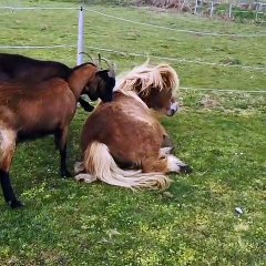 Goats Help Strip Pony's Winter Fur