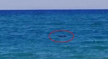 Manavgat sahilinde Akdeniz foku görüldü