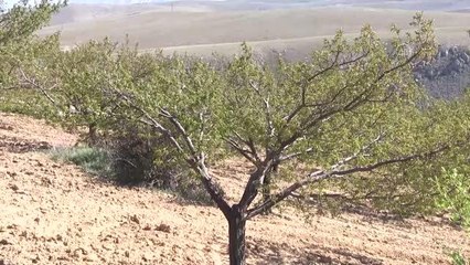 KAHRAMANMARAŞ - Zirai don kayısı bahçelerine zarar verdi