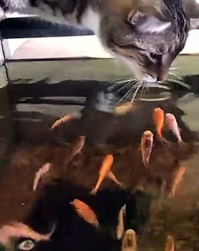 Cat Goes for Fish Flavored Water