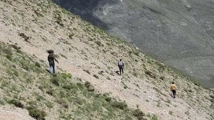 Yüksek kesimlerde yetişen "yayla muzu" ilgi görüyor