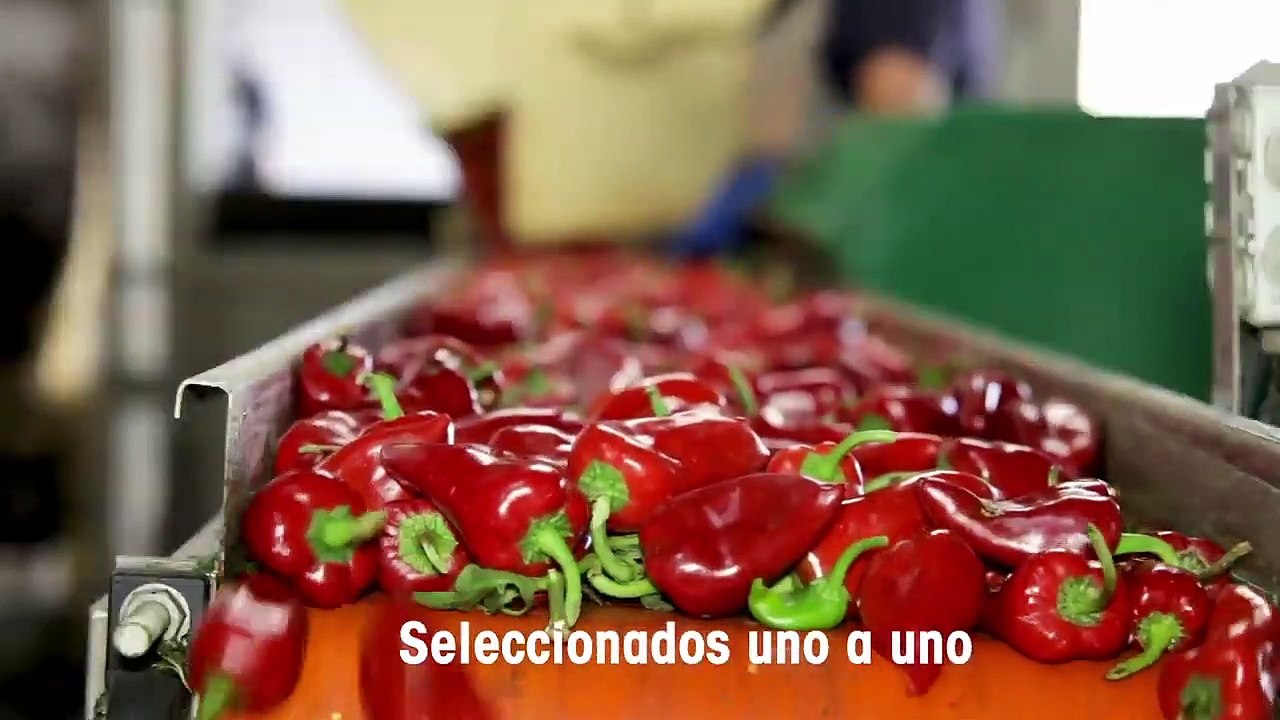Campaña del pimiento en Mendavia - Conservas J. Vela